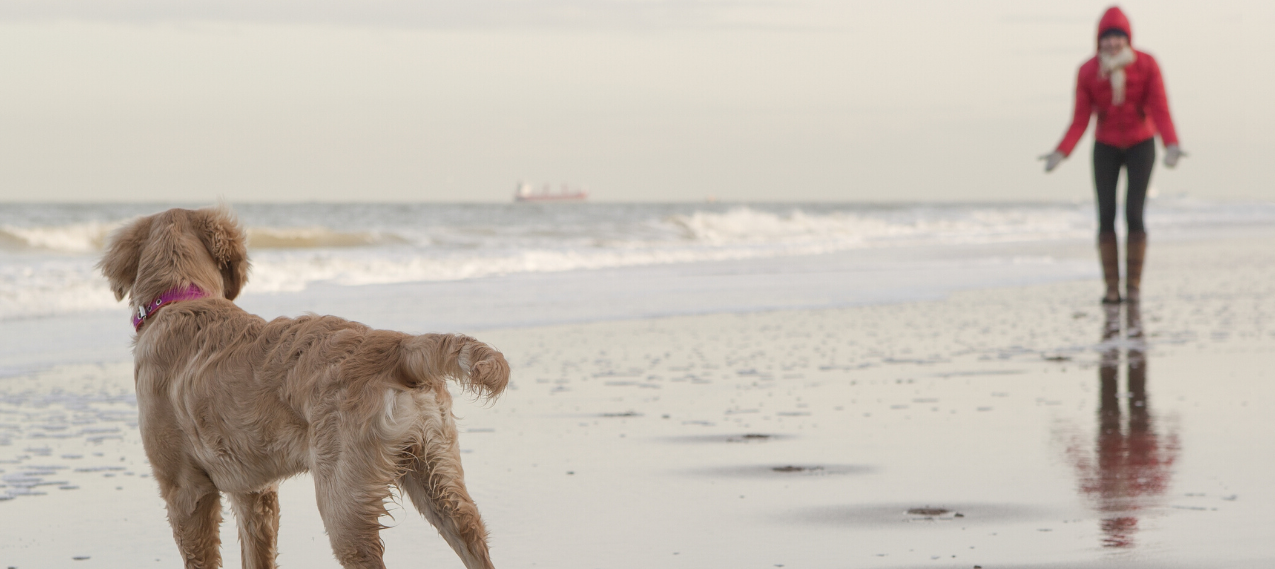 does tenby beach allow dogs